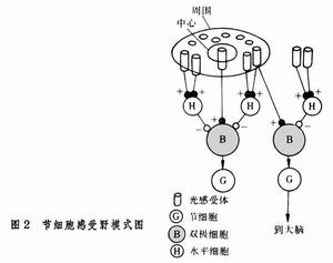 感受野