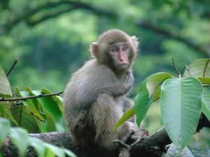 江西官山國家級自然保護區動物