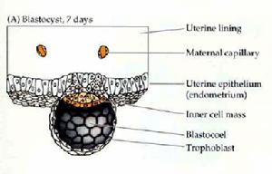 原腸作用前的胚泡