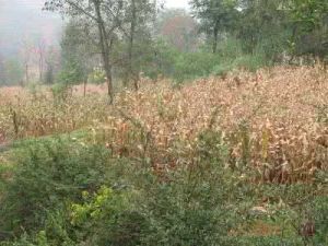 碗花廠村[雲南宣威市格宜鎮下轄村]