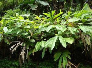 培垛村特色產業－草果林