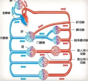 BEE能量晶片對循環系統的改善