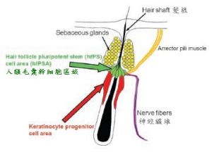 毛囊幹細胞