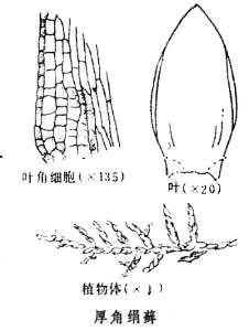 絹蘚屬