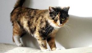 蘇格蘭玳瑁色貓