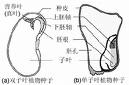 硬果皮