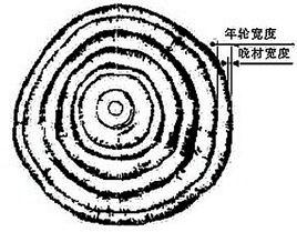 樹木年輪氣候志