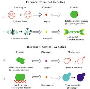 化學生物學