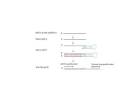 逆轉錄PCR