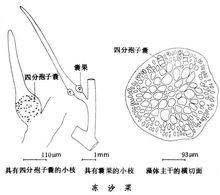 凍沙菜的細部結構圖