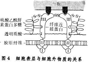 細胞表面