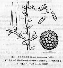 鐵線蓮小煤炱