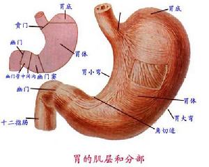 腸胃結構圖