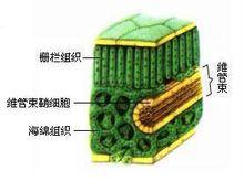 碳三植物