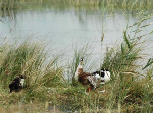 烏裕爾河流域濕地保護區