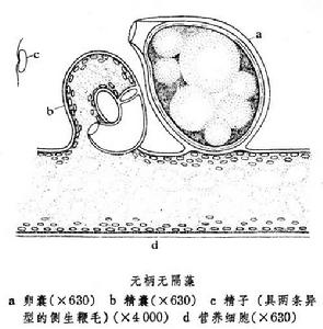 無隔藻屬