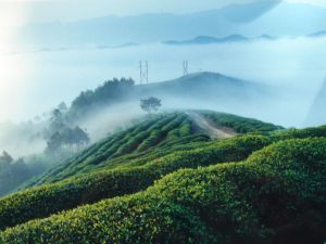 北京唐人祥茶葉經營部