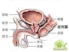 男科疾病解剖圖