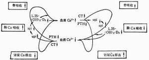血清鈣的調節