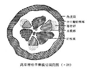 偏翅唐松草根