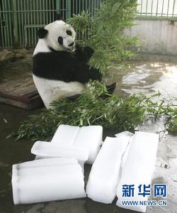 大熊貓“泉泉”