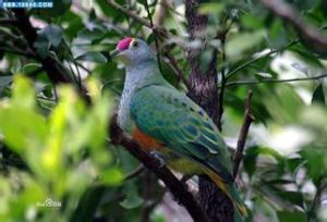 梅里氏果鳩