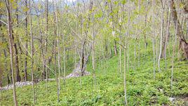 桃花村[綿陽市北川縣桃龍鄉桃花村]