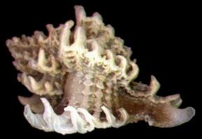 白菊珊瑚螺