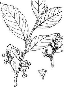 金珠柳[植物]