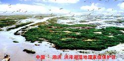 泗洪縣洪澤湖濕地