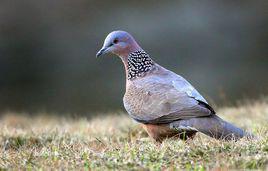 斑鳩[鴿形目斑鳩屬鳥類的統稱]