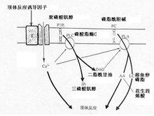 頂體反應的調節