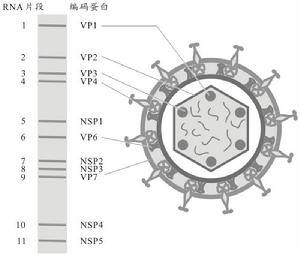 （圖）嵌杯樣病毒胃腸炎