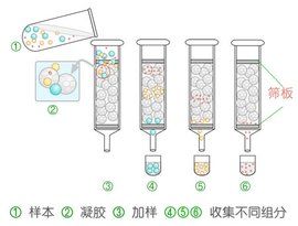 凝膠過濾層析