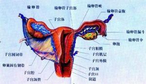 附屬檔案炎