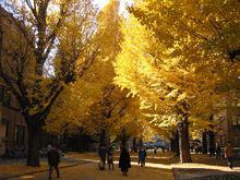 東京大學校園的銀杏