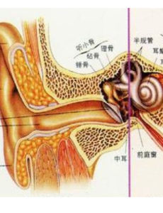 感音神經性聾