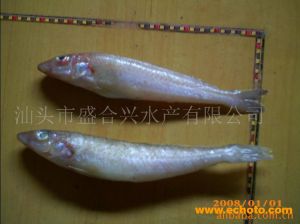 白沙丁魚