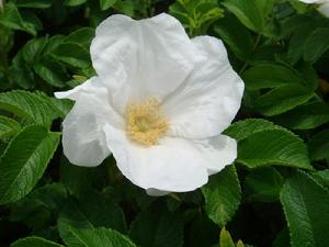 植物學的白玫瑰 Rosa rugosa