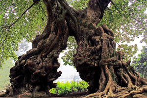 最美古樹名木：重慶樹王“黃桷門”