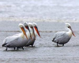 Dalmatian pelican