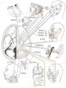 臨床神經心理學