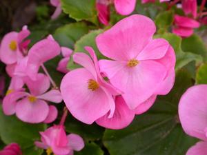 Bedding begonia