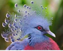 紫胸鳳冠鳩