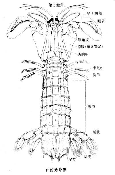 蝦蛄