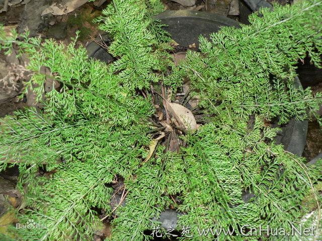 植物圖冊