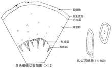 生草烏