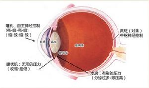 眼球對閃屏的反應