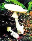 Amanita phalloides