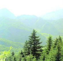 傳說中位於興隆山西山的蒲家墳（遠景）